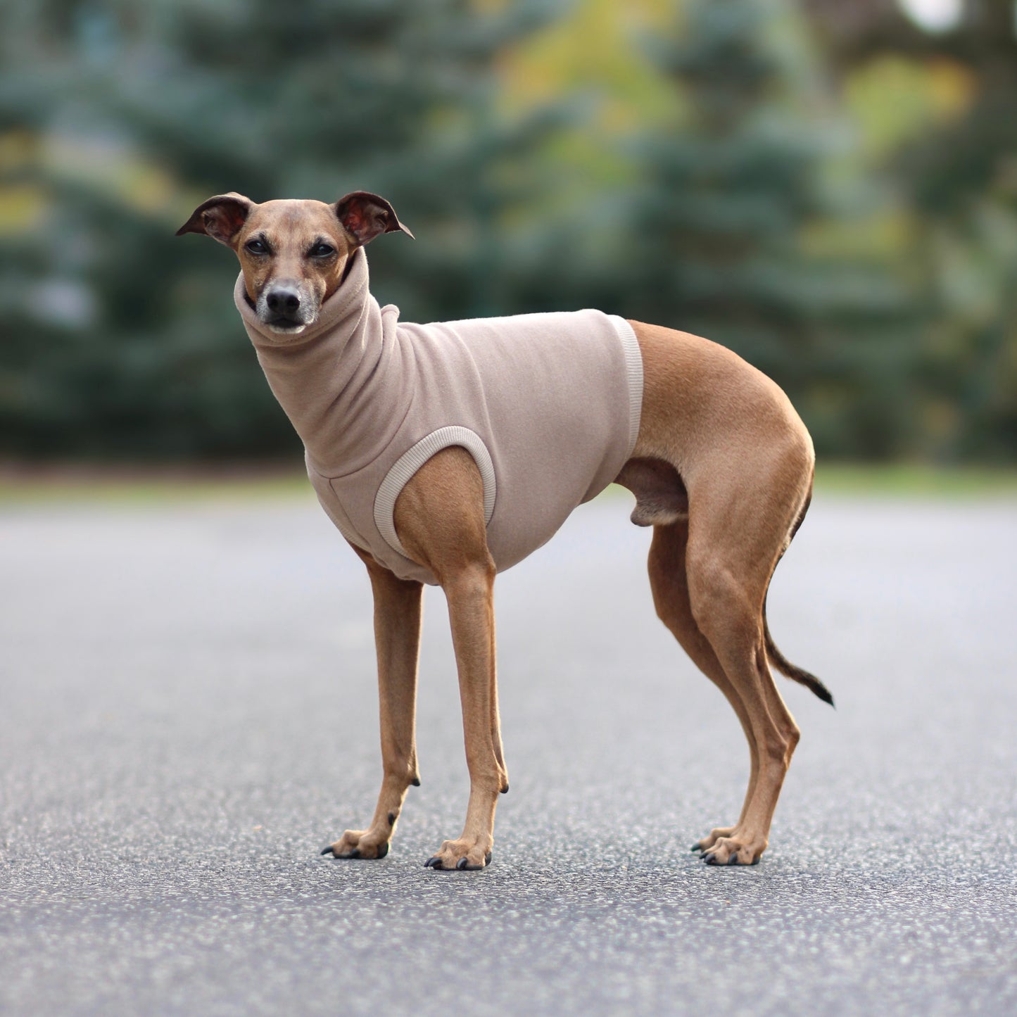 Ubranko dla charcika włoskiego / Bezrękawnik. Italian greyhound clothes