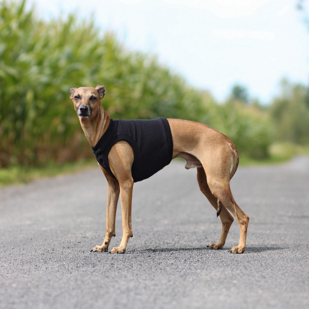 Italian Greyhound Sweatshirt Vest XS