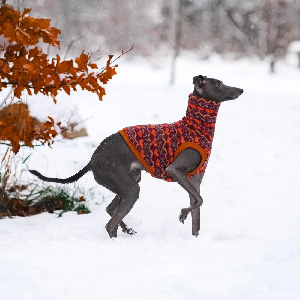 ubranka dla charcika włoskiego / Italian Greyhound clothes