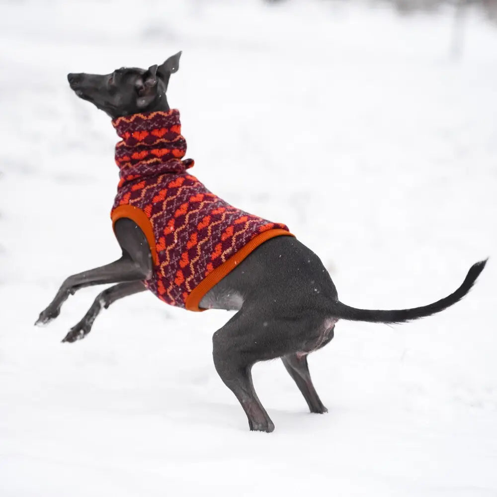 ubranka dla charcika włoskiego / Italian Greyhound clothes