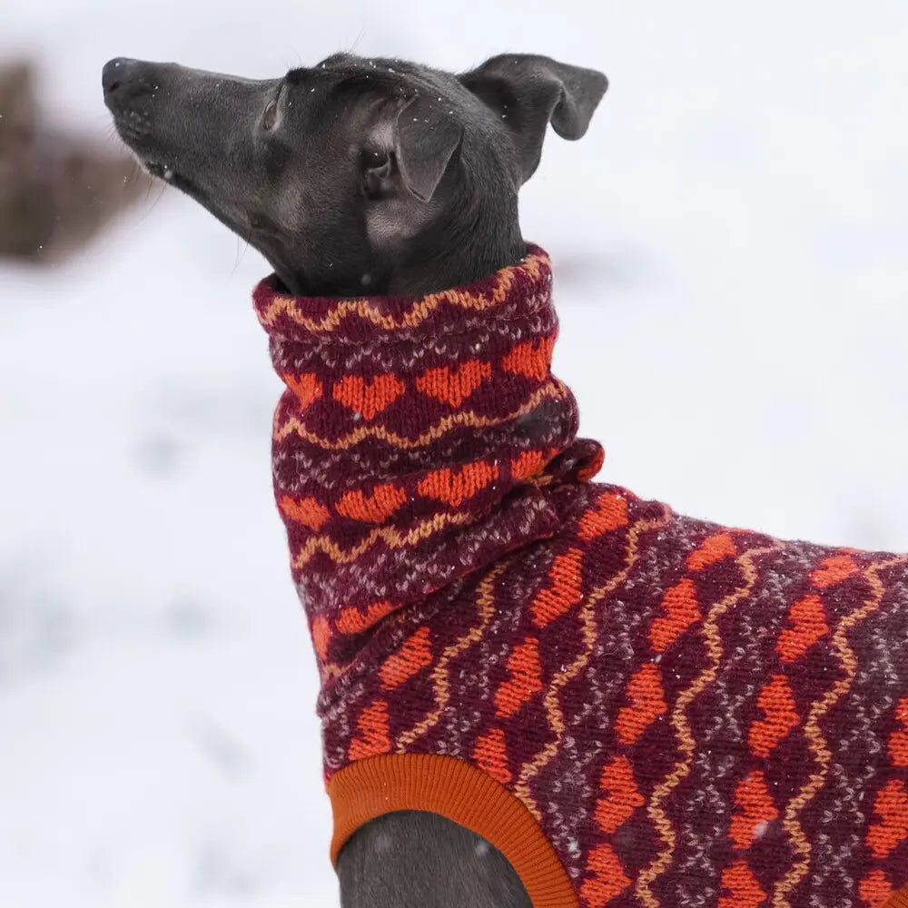 ubranka dla charcika włoskiego / Italian Greyhound clothes