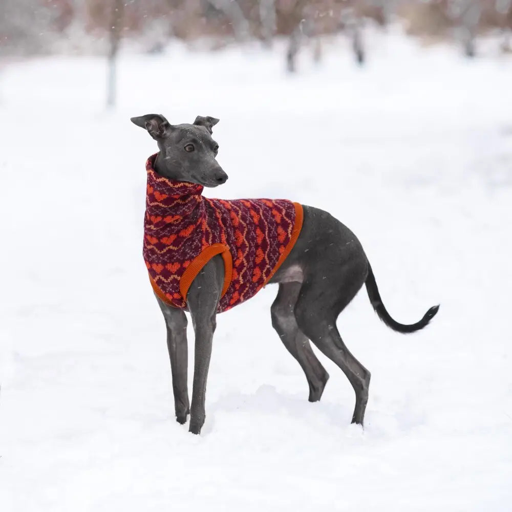 ubranka dla charcika włoskiego / Italian Greyhound clothes