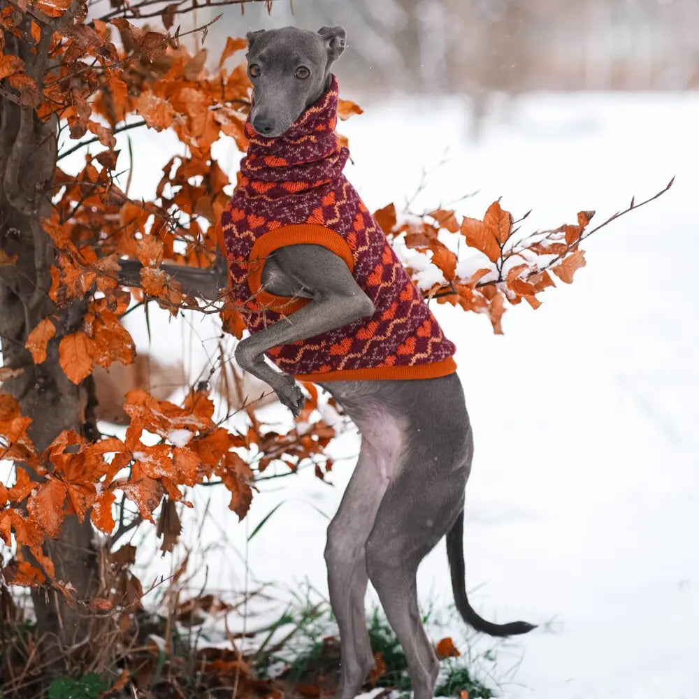 ubranka dla charcika włoskiego / Italian Greyhound clothes