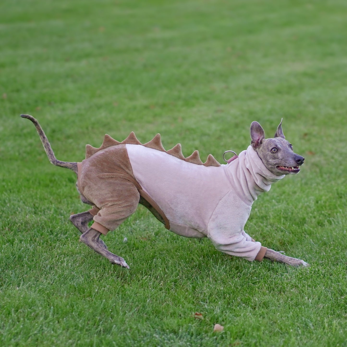 Jumpsuit for Whippes - Minky