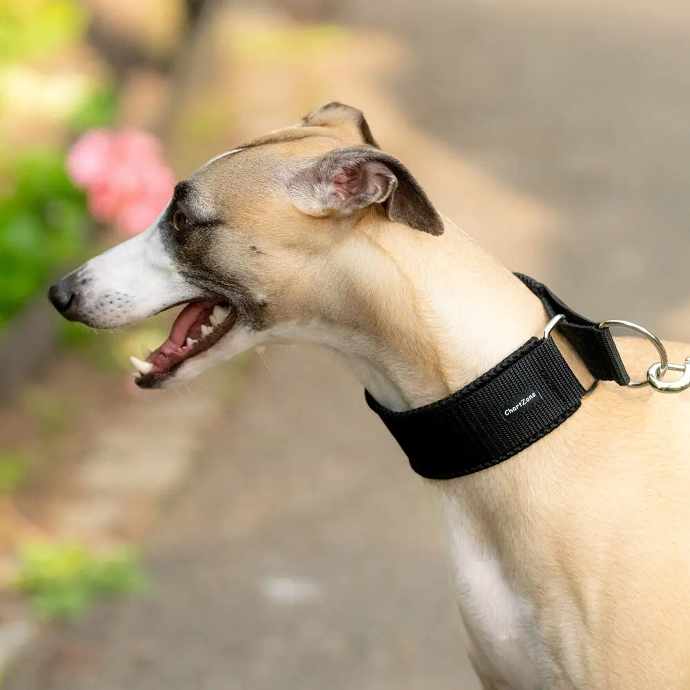 Windhund Halbwürgehalsband – Comfort Mesh