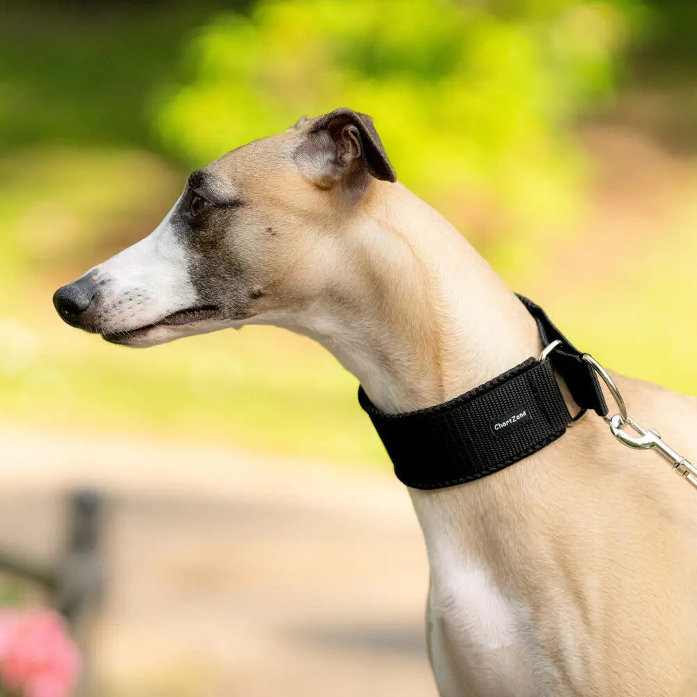Windhund Halbwürgehalsband – Comfort Mesh