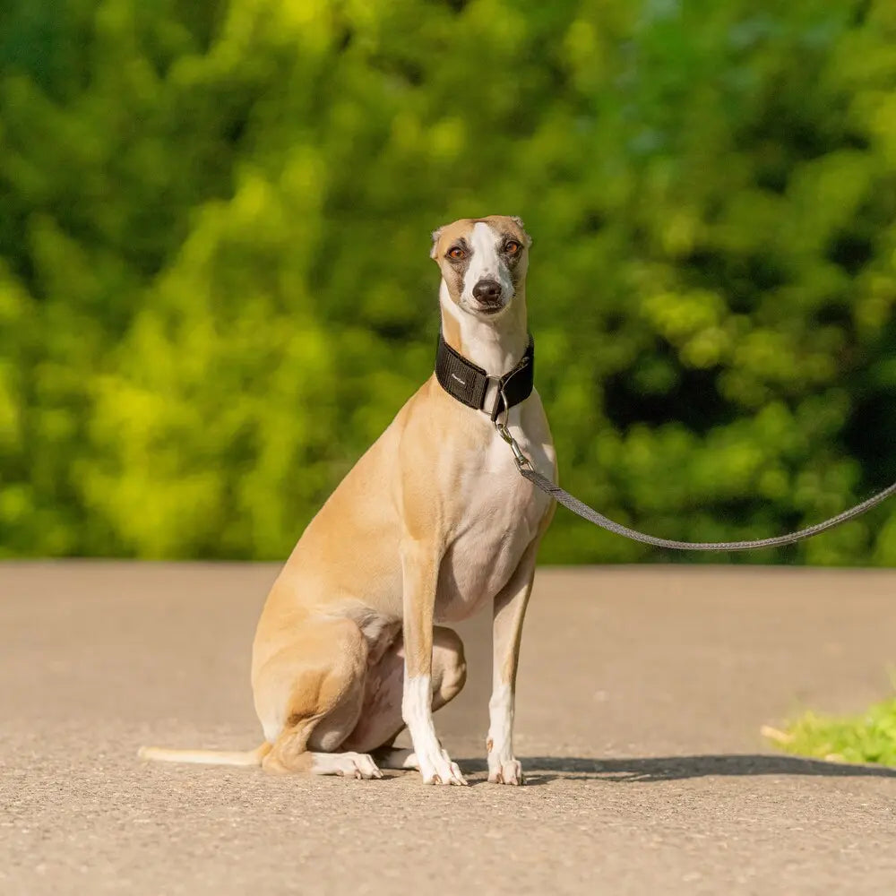 Windhund Halbwürgehalsband – Comfort Mesh