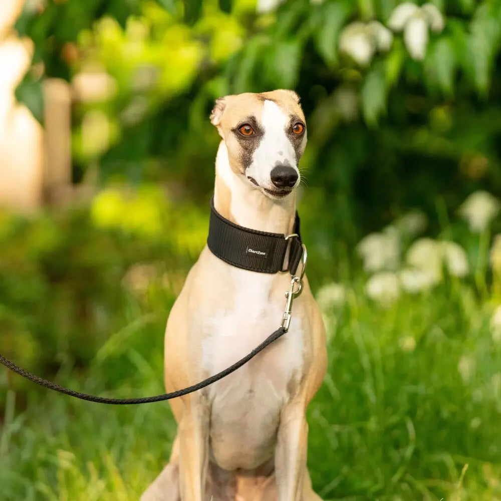 Windhund Halbwürgehalsband – Comfort Mesh
