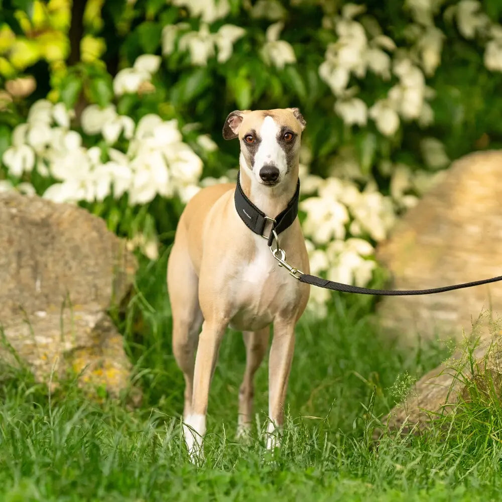 Windhund Halbwürgehalsband – Comfort Mesh