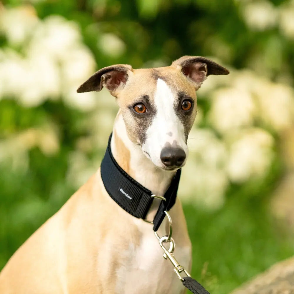 Windhund Halbwürgehalsband – Comfort Mesh