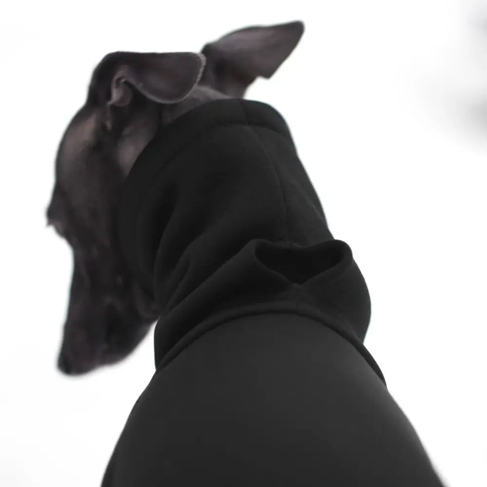 Kombinezon dla whippeta / charta angielskiego / whippet clothes