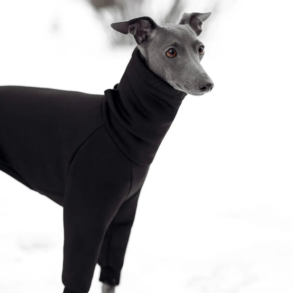 Ubranko dla whippeta / charta angielskiego / whippet clothes