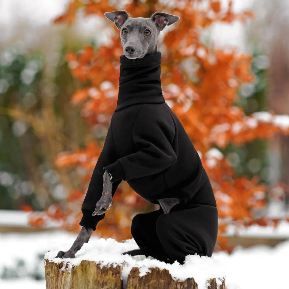 Kombinezon dla whippeta / charta angielskiego / whippet clothes