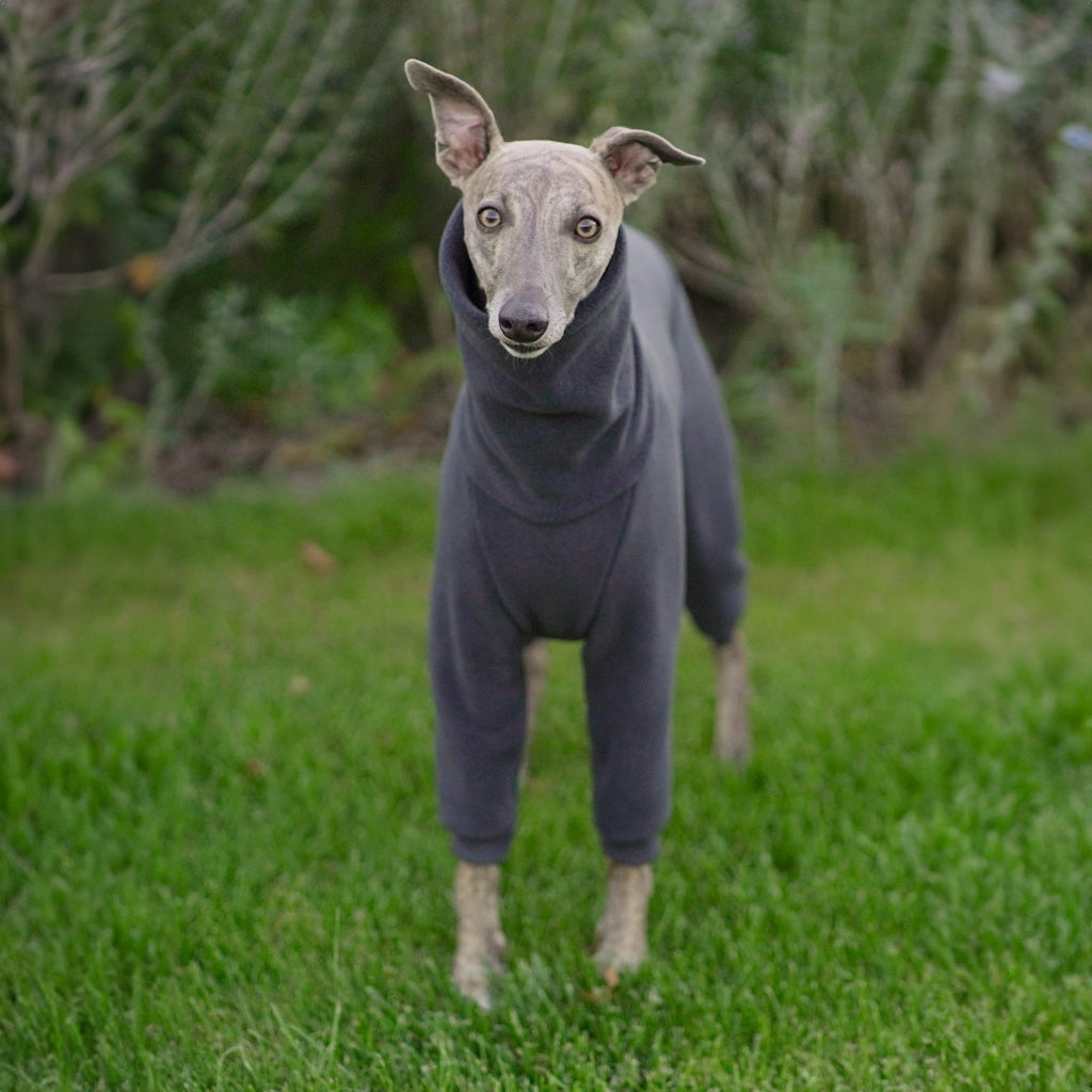 Kombinezon dla whippeta / charta angielskiego / Whippet clothes