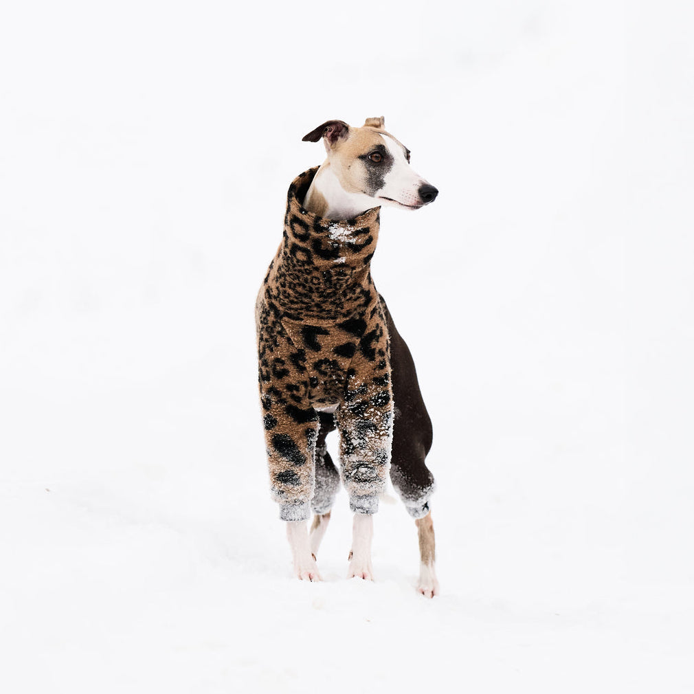 Whippet Outfit – Leopard