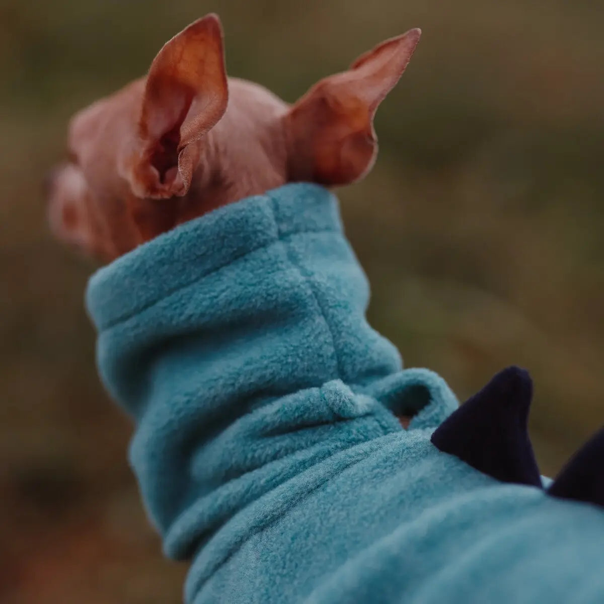 ubranko dla charcika włoskiego / italian greyhound clothes | oblečenie pre talianskeho chrtíka | oblečení pro italského chrtíka