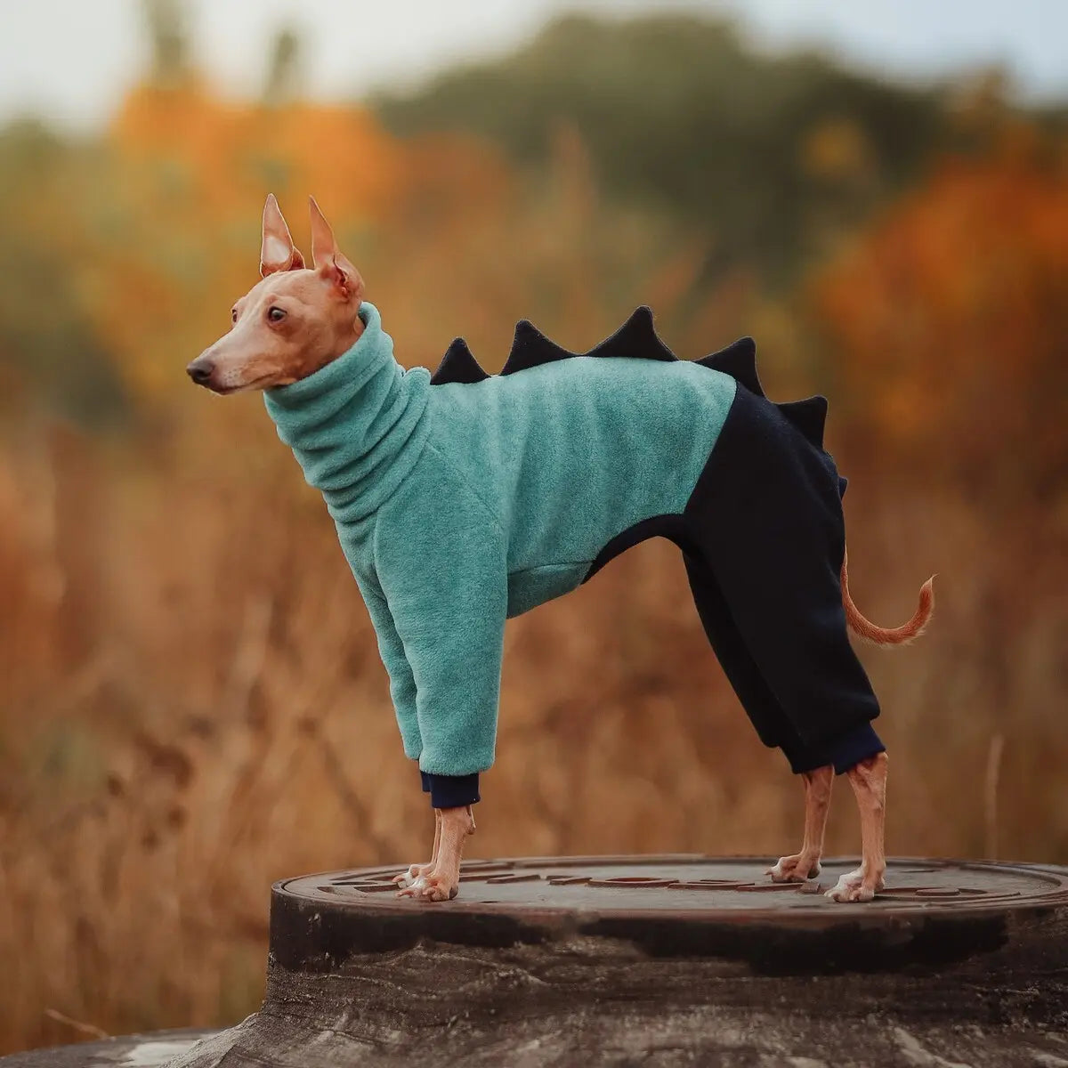 Greyhound apparel best sale