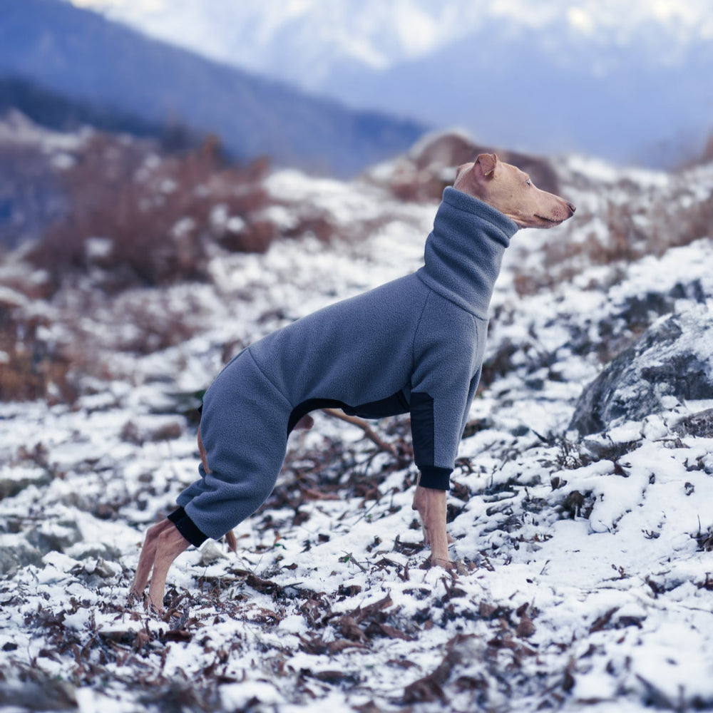 ubranko dla charcika włoskiego / italian greyhoud clothes