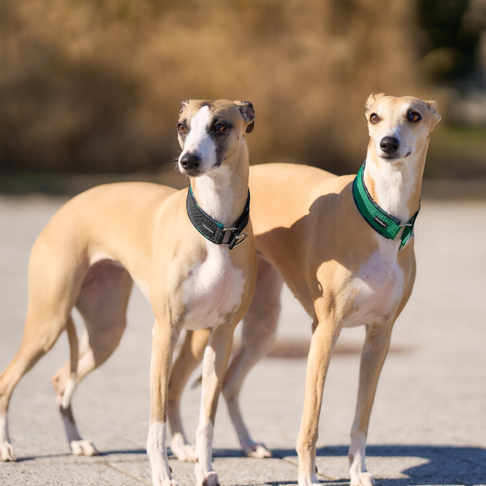 zielona obroża półzaciskowa dla psa z podszyciem softshellowym