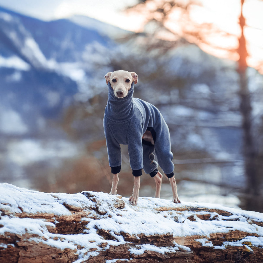 ubranko dla charcika włoskiego / italian greyhoud clothes