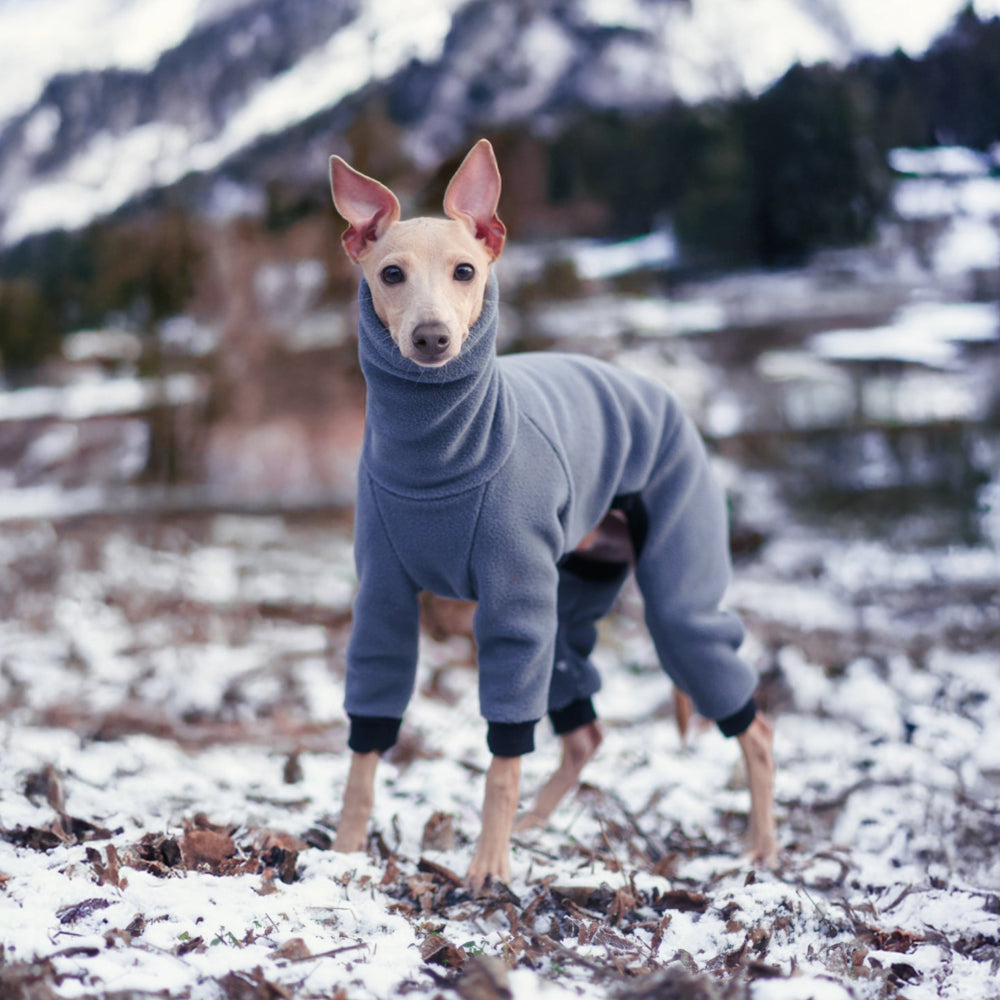 ubranko dla charcika włoskiego / italian greyhoud clothes