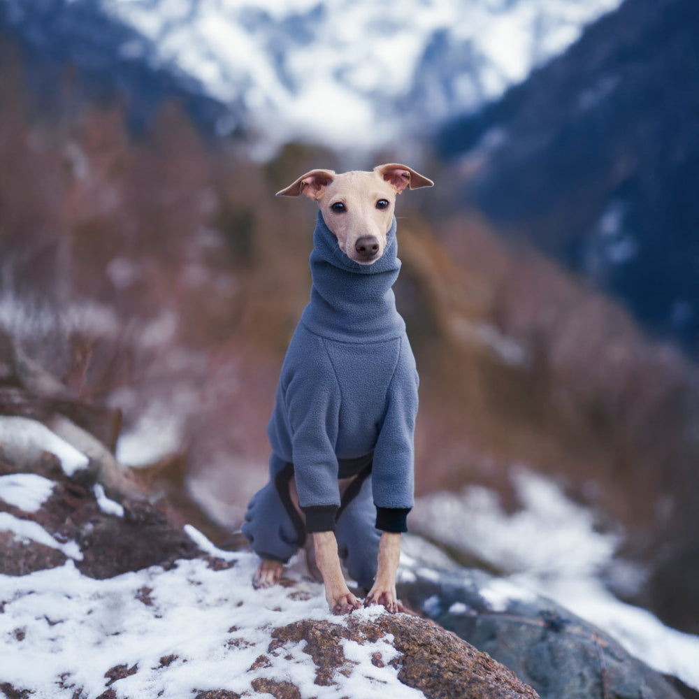 ubranko dla charcika włoskiego / italian greyhoud clothes