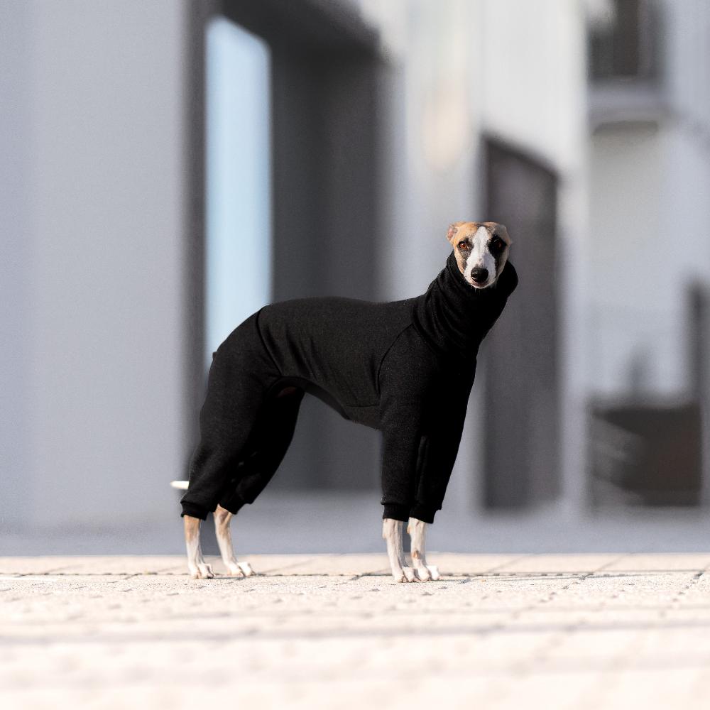 ubranko dla whippeta / charta angielskiego / whippets clothes