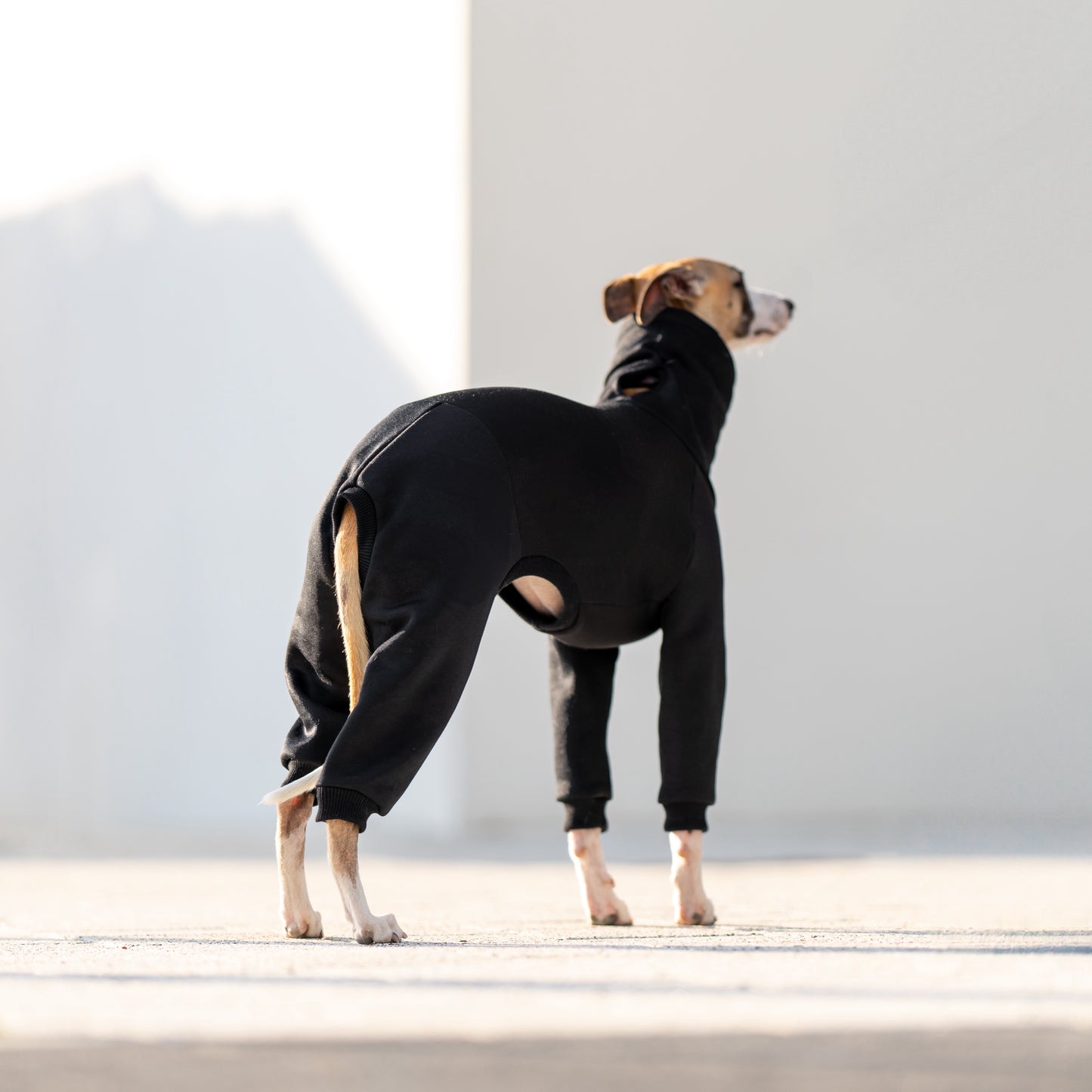 ubranko dla whippeta / charta angielskiego / whippets clothes