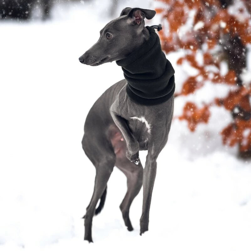 Snood dla whippeta / charta angielskiego / whippet clothes