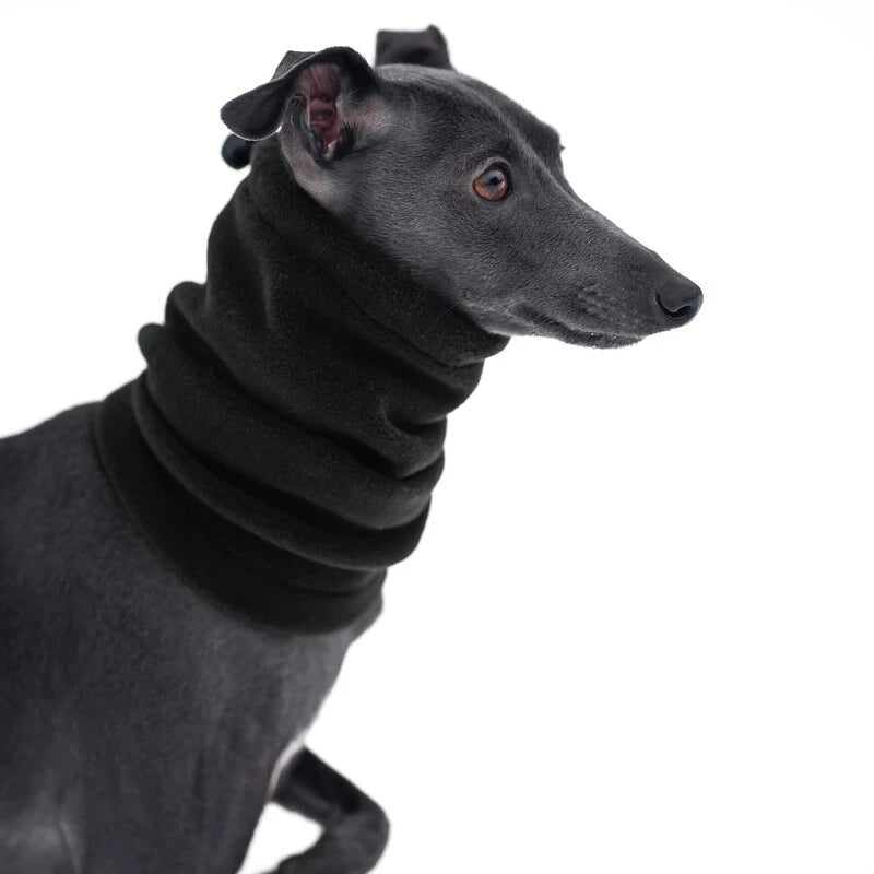 Snood dla whippeta / charta angielskiego / whippet clothes