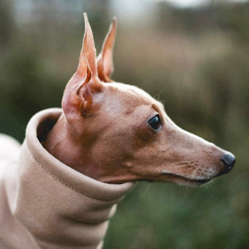 Ubranko dla charcika włoskiego | whippeta - kombinezon basic | Italian Greyhounds clothes | oblečenie pre talianskeho chrtíka | oblečení pro italského chrtíka