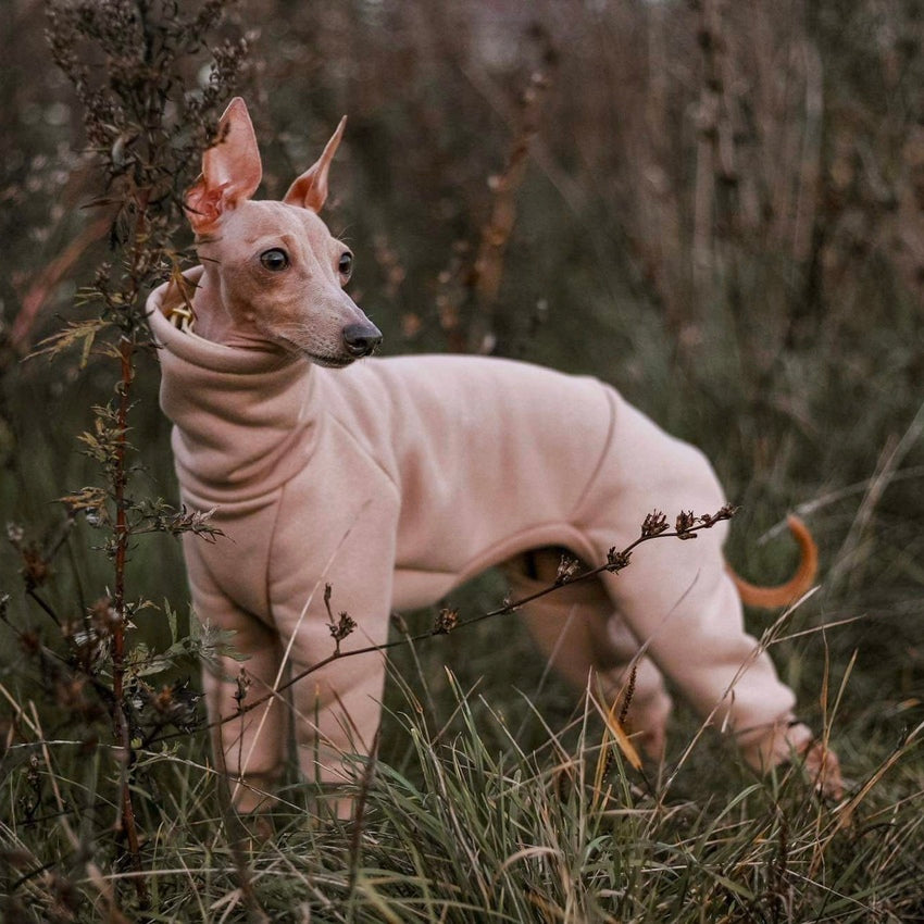 Ubranko dla charcika włoskiego | whippeta - kombinezon basic | Italian Greyhounds clothes | oblečenie pre talianskeho chrtíka | oblečení pro italského chrtíka