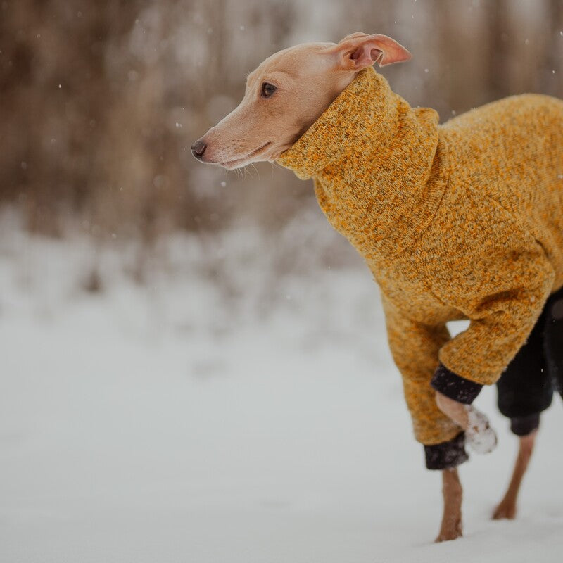 Ubranko dla charcika włoskiego | whippeta - kombinezon sweater fleece | Italian Greyhounds clothes | oblečenie pre talianskeho chrtíka | oblečení pro italského chrtíka