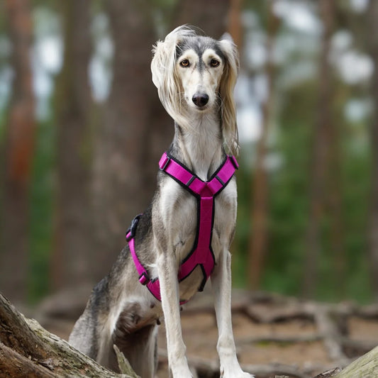 Geschirr für Windhund – Verschiedene Farben