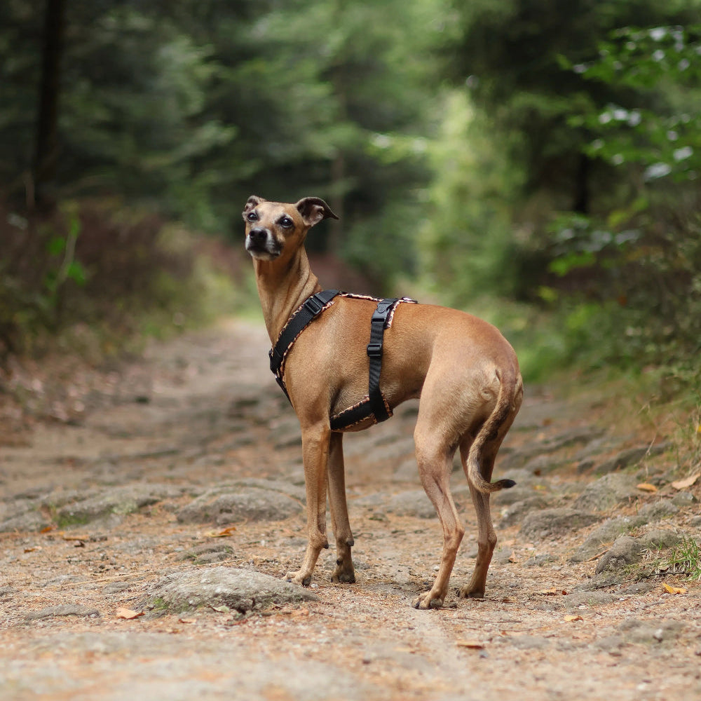Szelki dla Charta - Różne kolory