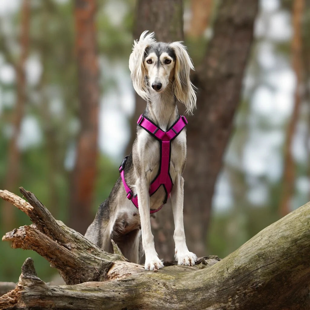 Geschirr für Windhund – Verschiedene Farben