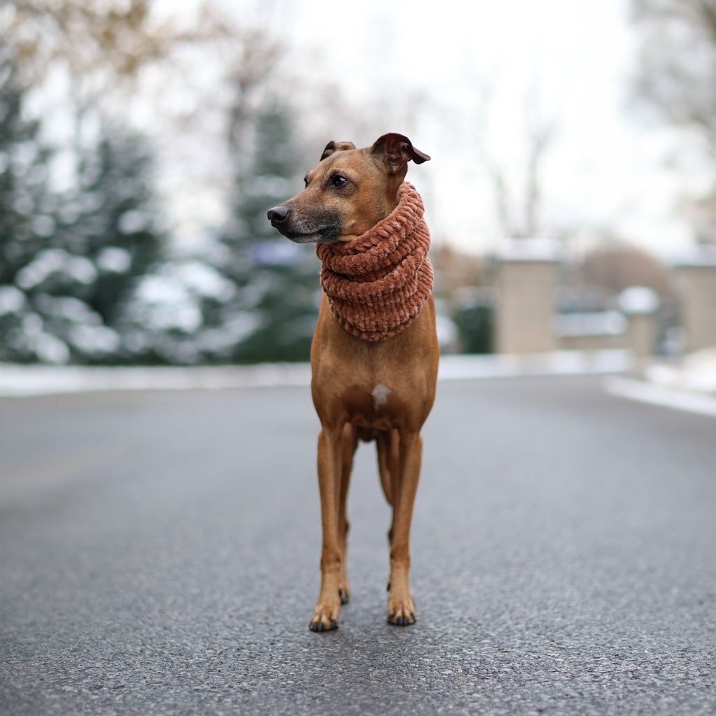 Snood for Italian Greyhound - Velvet