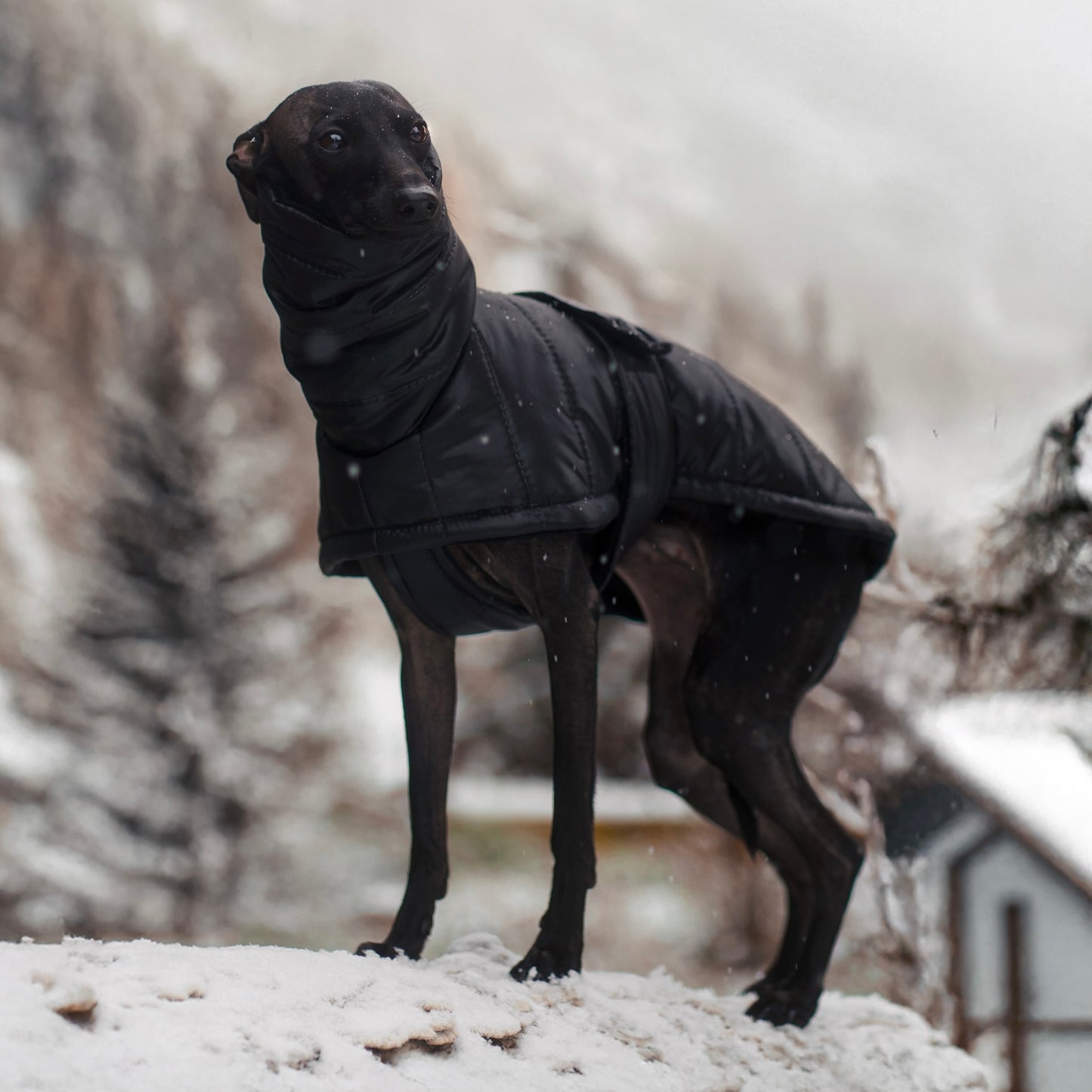 Winterjacke für Italienisches Windspiel L