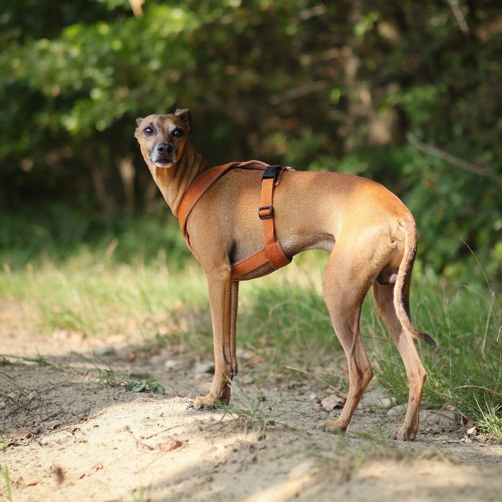 Szelki dla Charta - Różne kolory