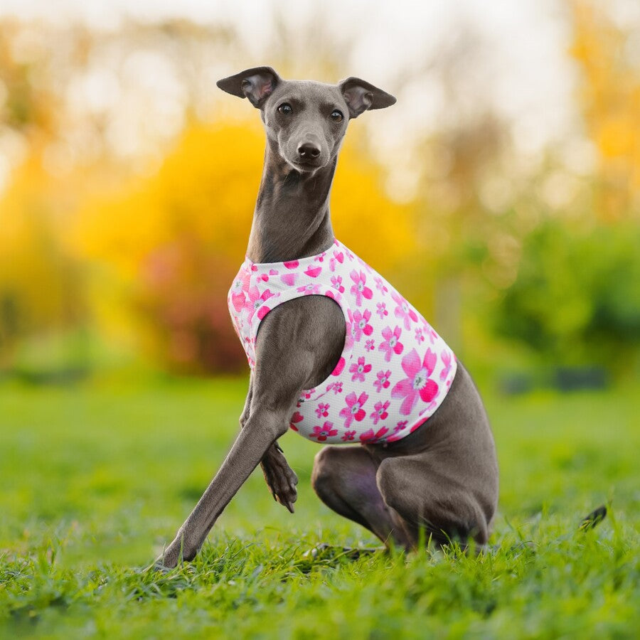 Greyhound cooling outlet vest