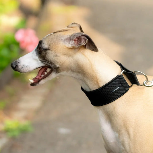 Windhund Halbwürgehalsband – Comfort Mesh