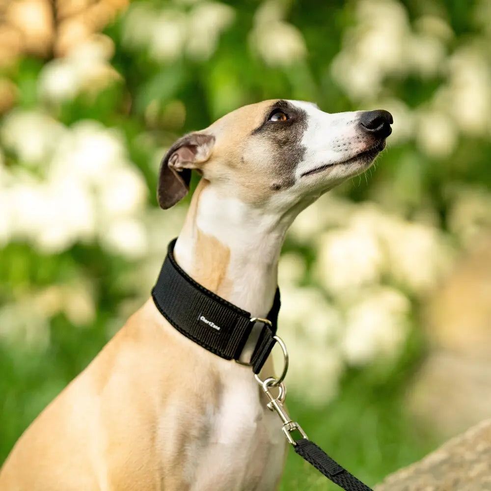 Windhund Halbwürgehalsband – Comfort Mesh