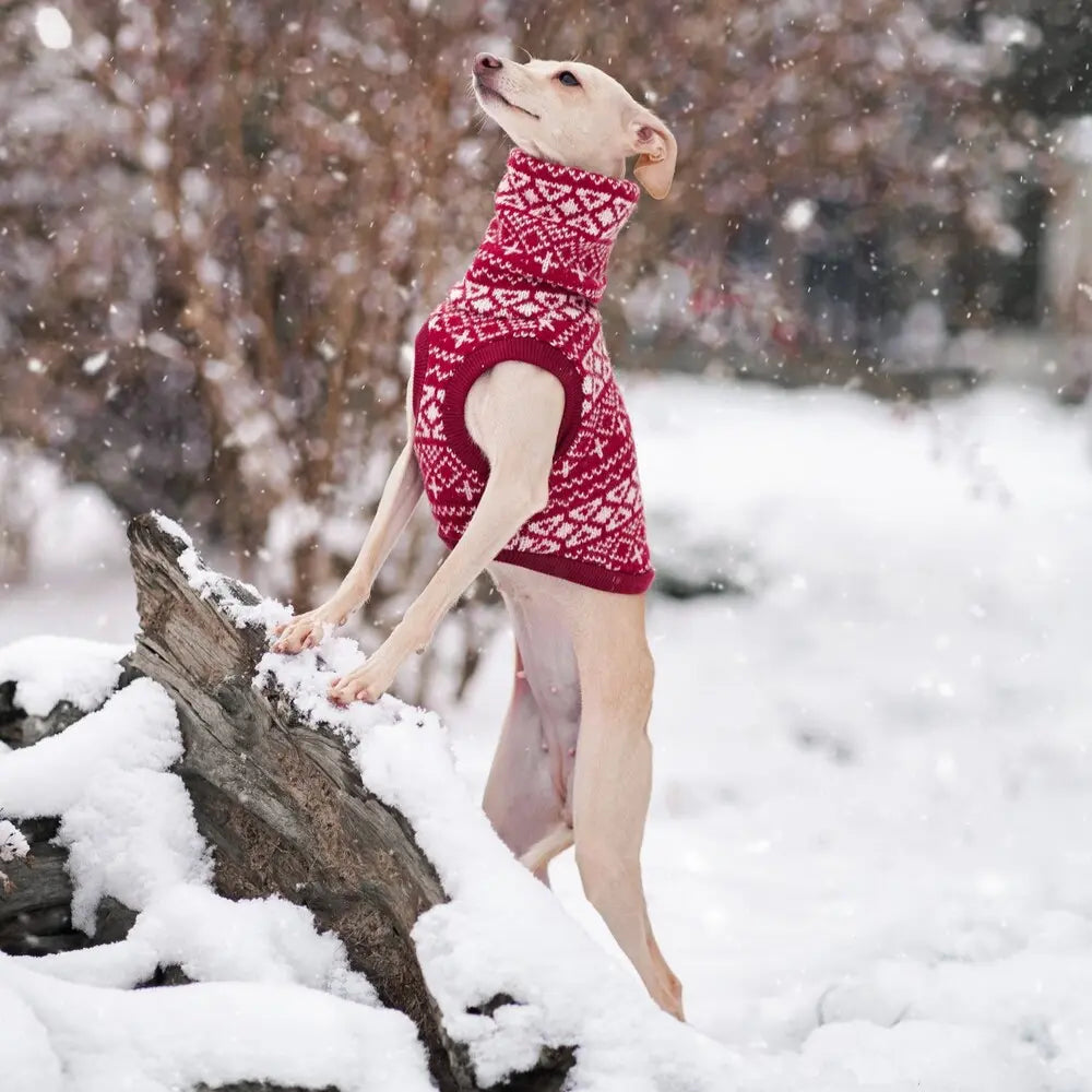 ubranko dla charcika włoskiego / italian greyhound clothes