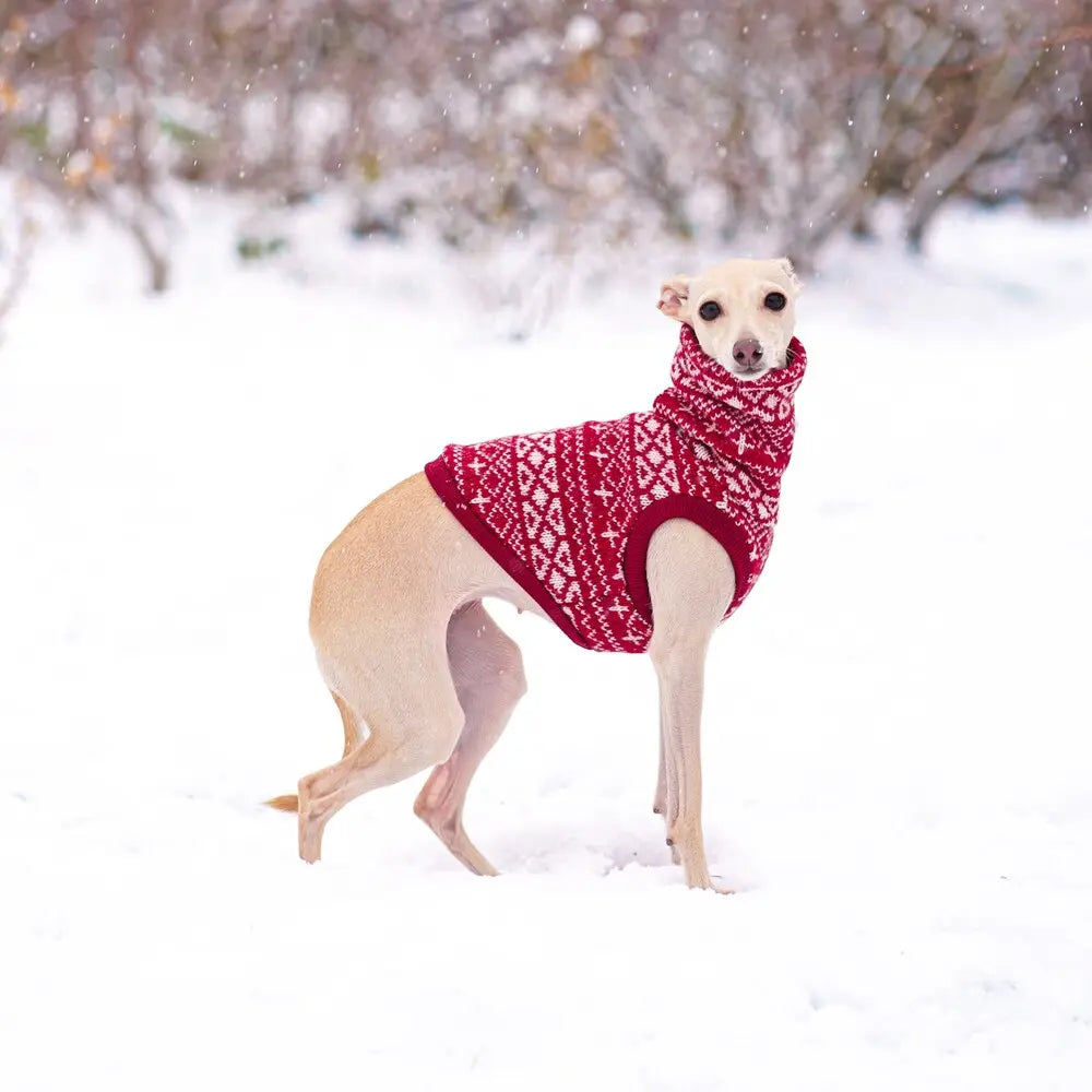 ubranko dla charcika włoskiego / italian greyhound clothes