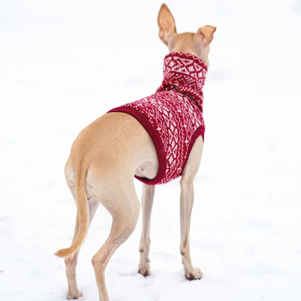 ubranko dla charcika włoskiego / italian greyhound clothes