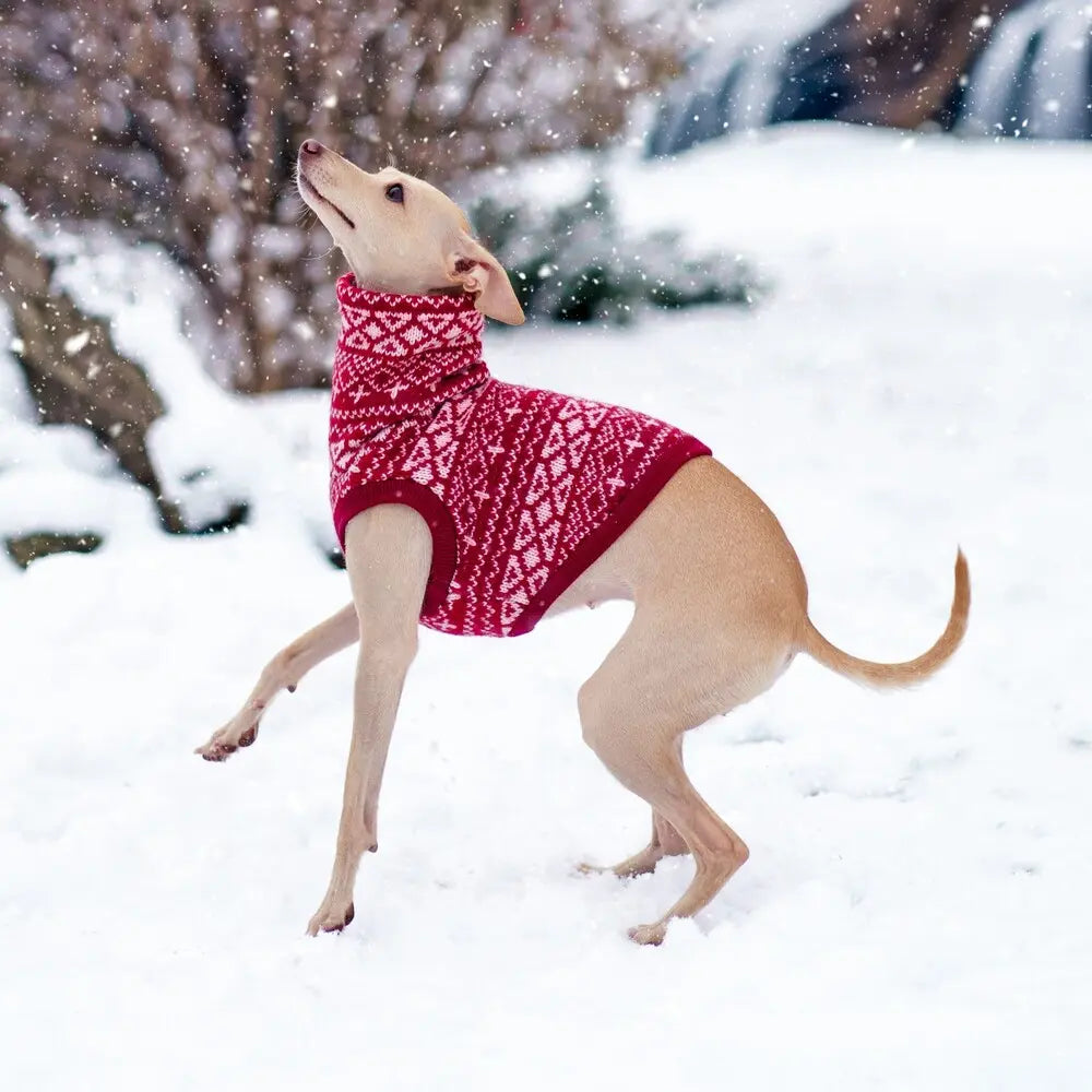 ubranko dla charcika włoskiego / italian greyhound clothes