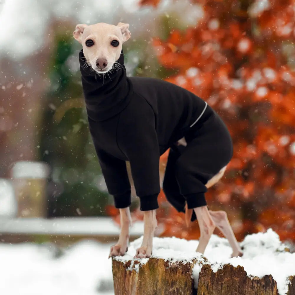 ubranka dla charcika włoskiego / italian greyhound clothes