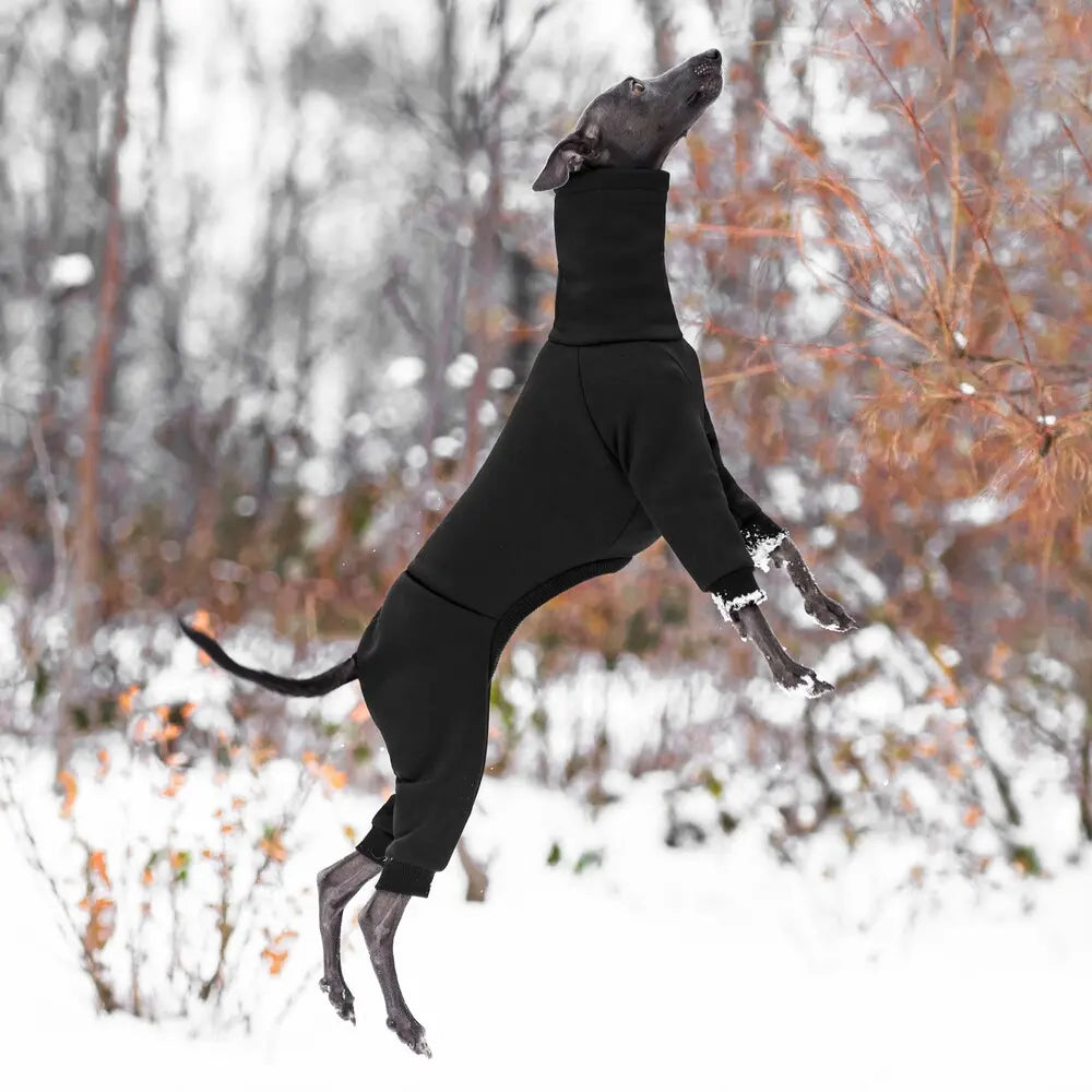 ubranka dla charcika włoskiego / italian greyhound clothes