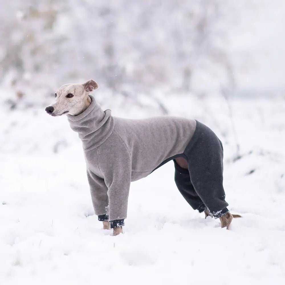 Kombinezon dla whippeta / Whippet Jumpsuit