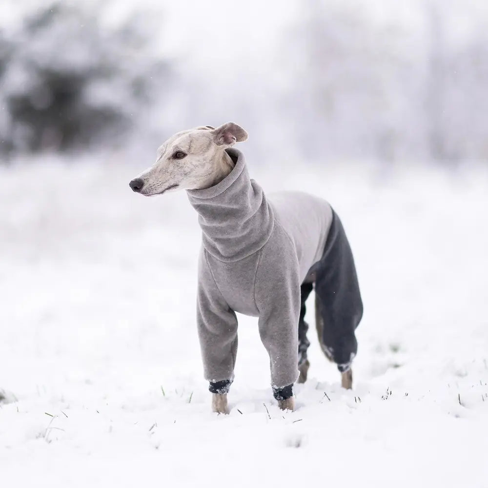 Kombinezon dla whippeta / Whippet Jumpsuit